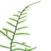 artificial asparagus fern leaf