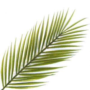 Artificial Kentia Palm Leaf | 73cm fake kentia | Shelf Edge UK