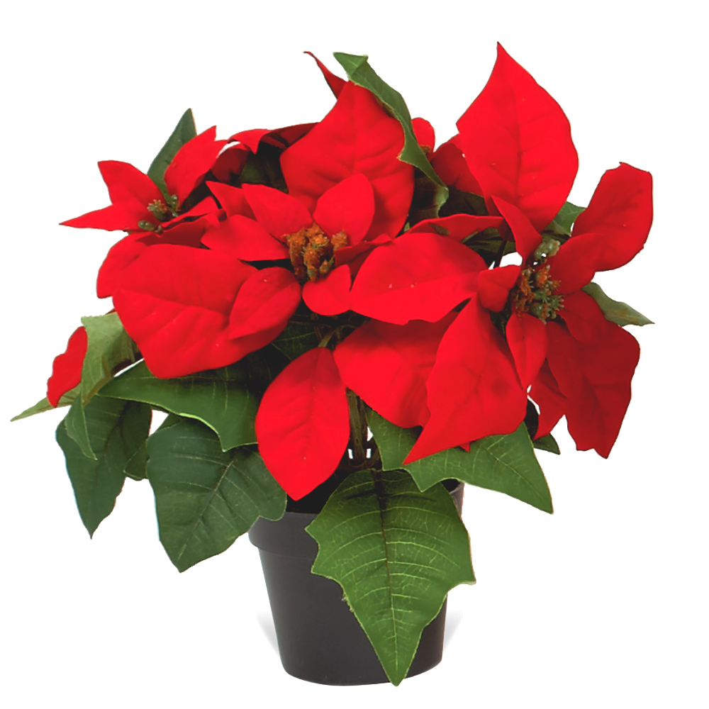 Christmas Flowers Plants 2023 Cool Perfect Awesome Famous | Latest ...