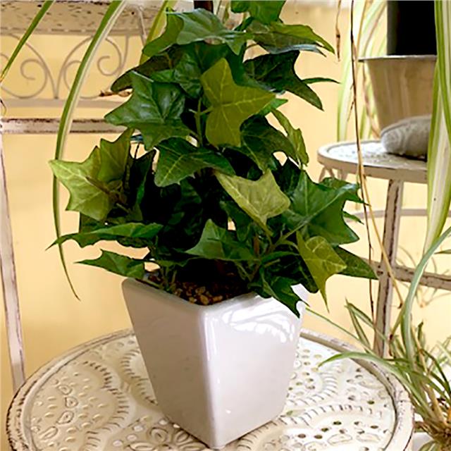 Artificial green ivy plant in a white pot | 19cm | Shelf ...