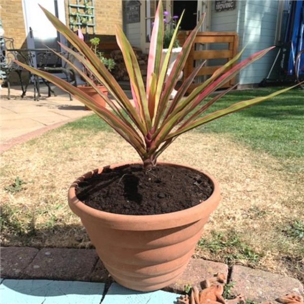 Artificial Yucca Plant Stem Faux yucca 66cm Shelf Edge UK