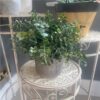 https://shared1.ad-lister.co.uk/UserImages/7eb3717d-facc-4913-a2f0-28552d58320f/Img/artificialpo/Potted-20cm-Eucalyptus-Plant-in-grey-pot.jpg